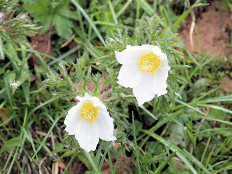 Pulsatilla alpina