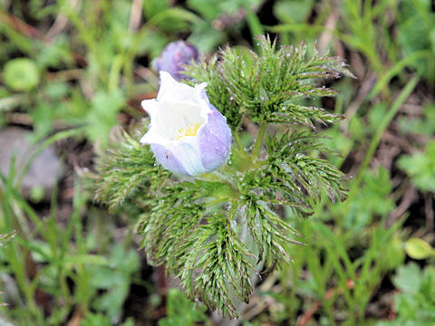 Pulsatilla alpina