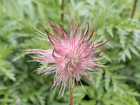 Pulsatilla alpina