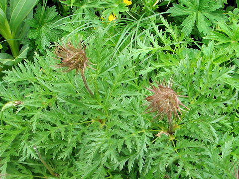 Pulsatilla alpina