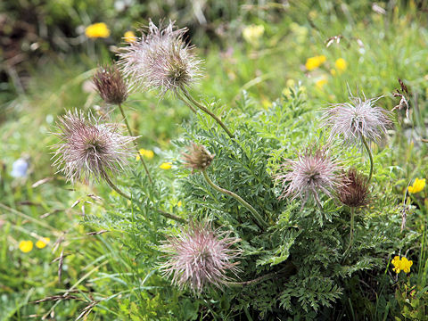 Pulsatilla alpina