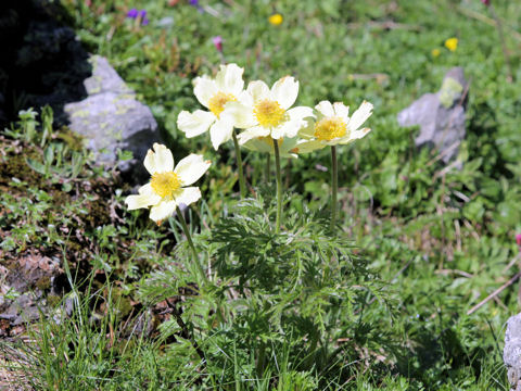 Pulsatilla alpina