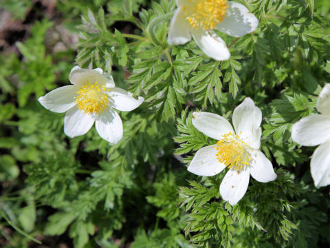 Pulsatilla alpina