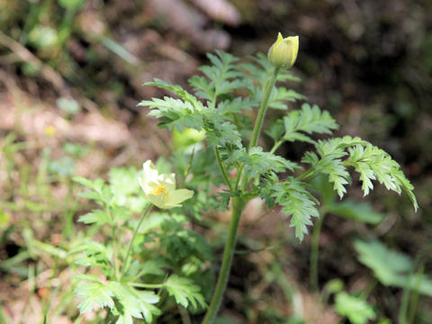 Pulsatilla alpina