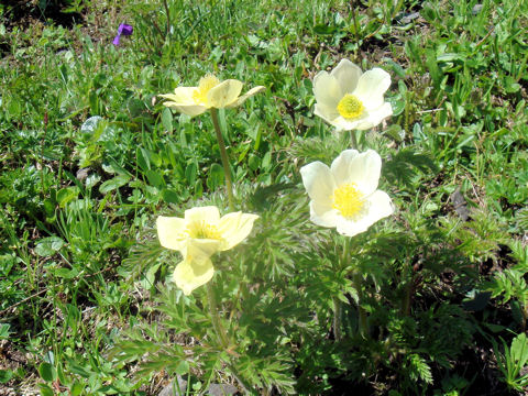 Pulsatilla alpina