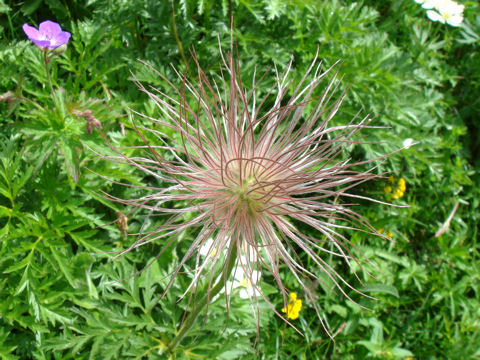 Pulsatilla alpina