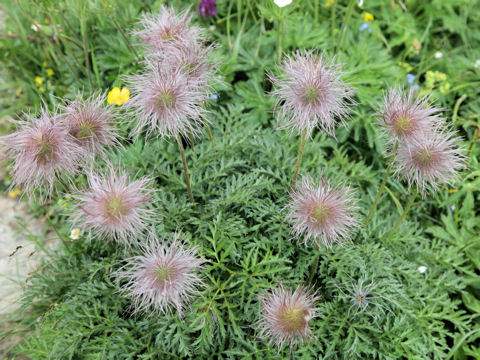 Pulsatilla alpina