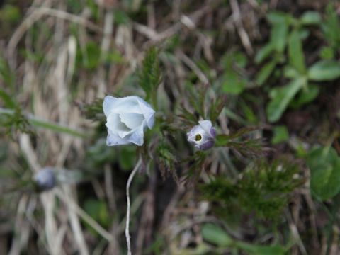 Pulsatilla alpina