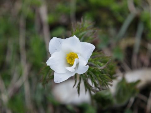 Pulsatilla alpina