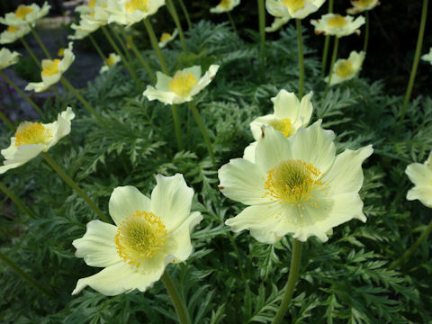 Pulsatilla alpina