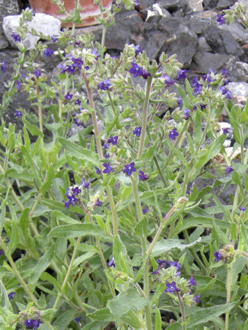 Pulmonaria angustifolia