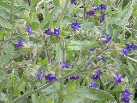 Pulmonaria angustifolia