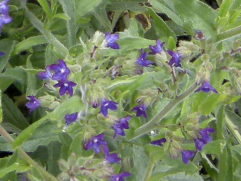 Pulmonaria angustifolia