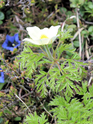 Pulsatilla apiifolia