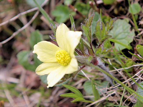 Pulsatilla apiifolia