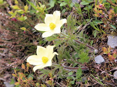 Pulsatilla apiifolia