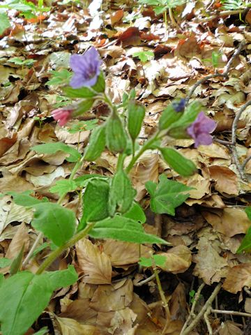 Pulmonaria montana