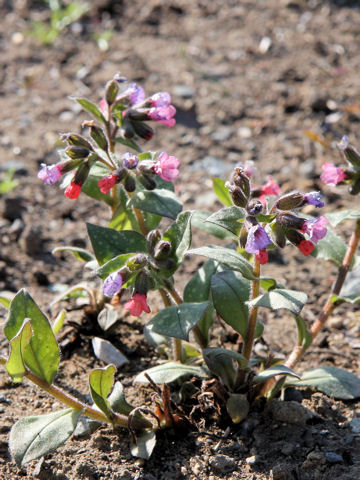 Pulmonaria cv. Smoky Blue