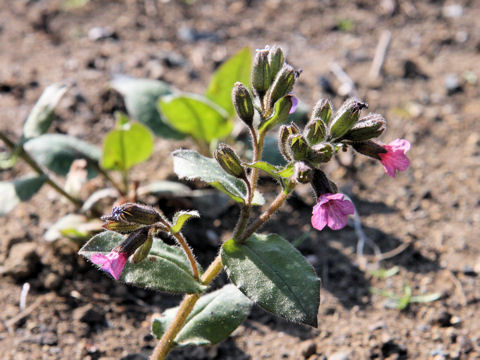 Pulmonaria cv. Smoky Blue