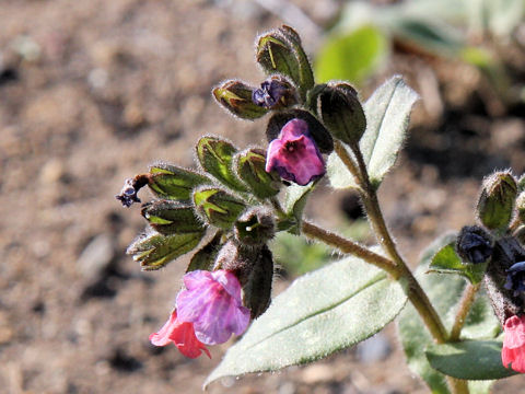 Pulmonaria cv. Smoky Blue