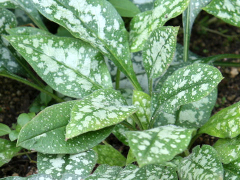 Pulmonaria cv. Opal