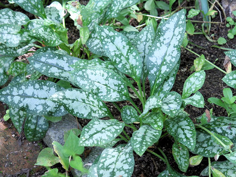 Pulmonaria cv. Opal