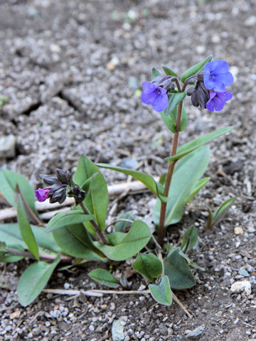 Pulmonaria officinalis