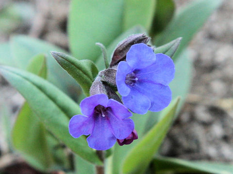 Pulmonaria officinalis