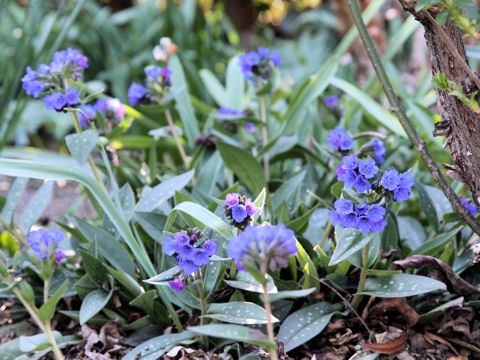 Pulmonaria officinalis