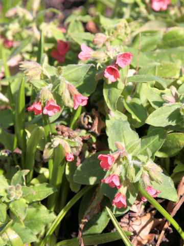 Pulmonaria rubra