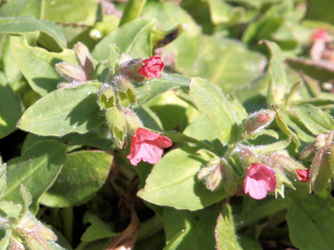 Pulmonaria rubra