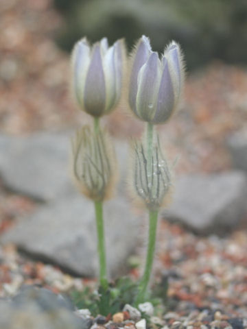 Pulsatilla vernalis