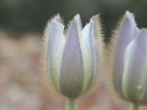 Pulsatilla vernalis