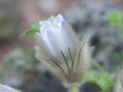 Pulsatilla vernalis