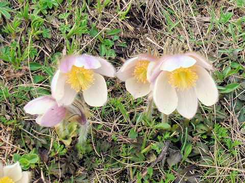 Pulsatilla vernalis