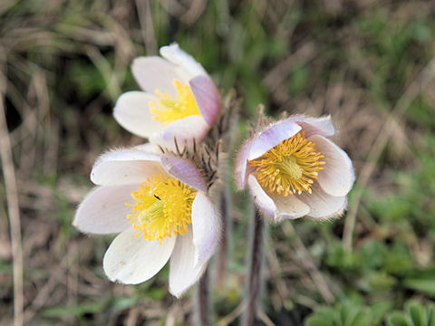 Pulsatilla vernalis