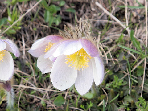 Pulsatilla vernalis