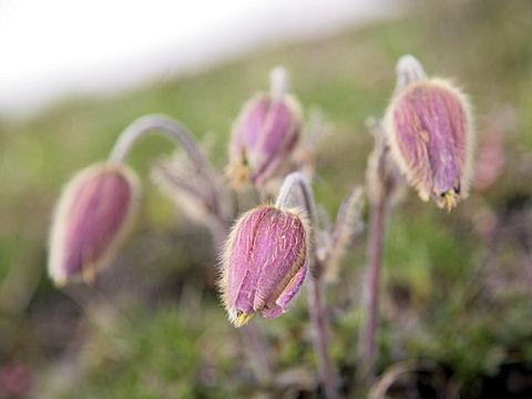 Pulsatilla vernalis