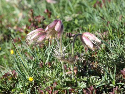 Pulsatilla vernalis