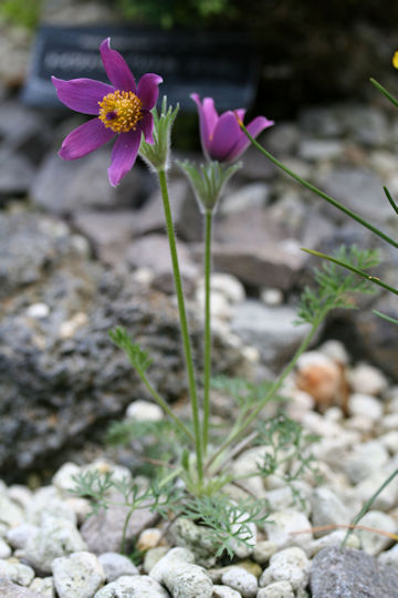 Pulsatilla zimmermannii