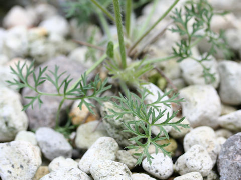 Pulsatilla zimmermannii