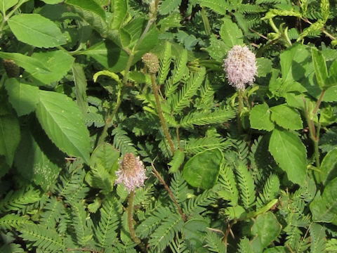 Petalostemum villosum