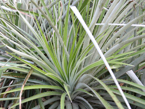 Puya berteroniana