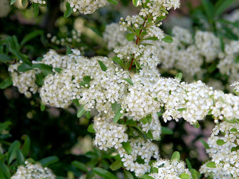 Pyracantha coccinea