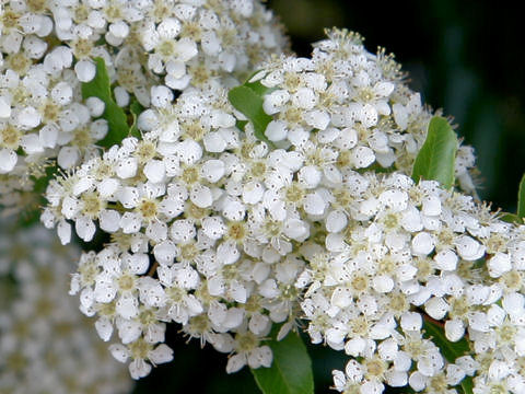 Pyracantha coccinea