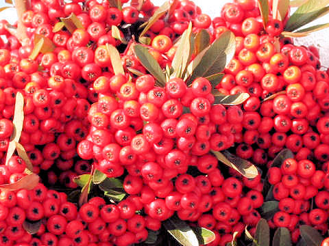 Pyracantha coccinea