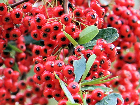 Pyracantha coccinea