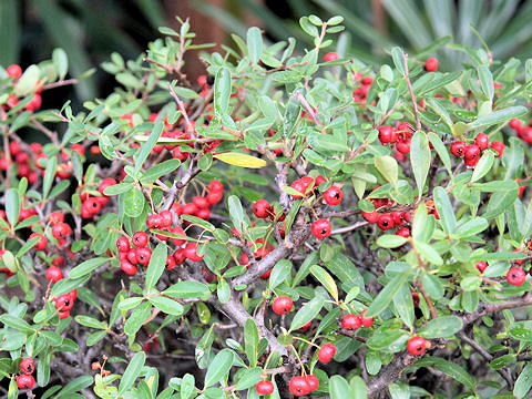 Pyracantha coccinea