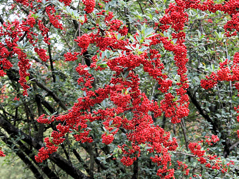 Pyracantha coccinea