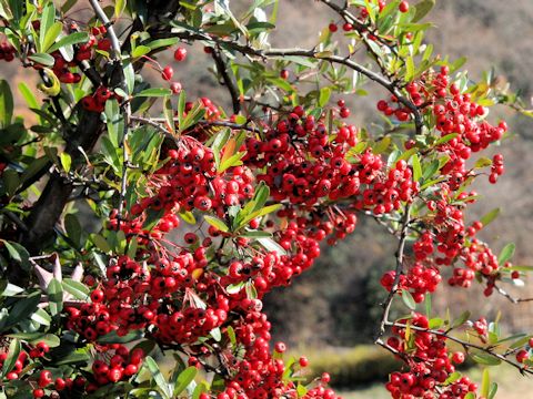 Pyracantha coccinea